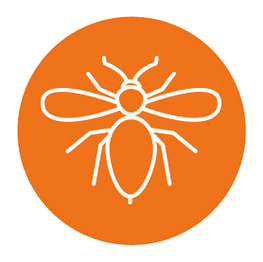 Wespen - AM – Schädlingsbekämpfung aus Bornich