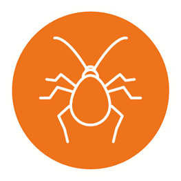 Kugelkäfer - AM – Schädlingsbekämpfung aus Bornich