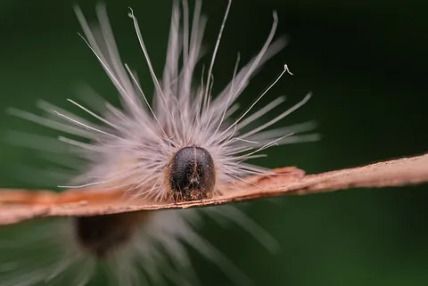 Nahaufnahme einer Raupe des Eichenprozessionsspinners auf einem Blatt. Die Raupe ist von feinen, langen Brennhaaren bedeckt, die in alle Richtungen abstehen. Bei einer Sichtung sollte man eine Firma zum Entfernen des Eichenprozessionsspinners beauftragen.
