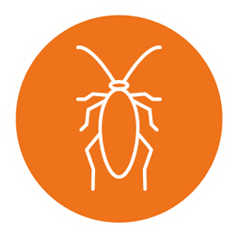 Schaben - AM – Schädlingsbekämpfung aus Bornich