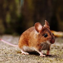 Mäuse - AM – Schädlingsbekämpfung aus Bornich