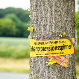 Eichenprozessionsspinner - AM – Schädlingsbekämpfung aus Bornich