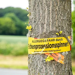 Eichenprozessionsspinner - AM – Schädlingsbekämpfung aus Bornich