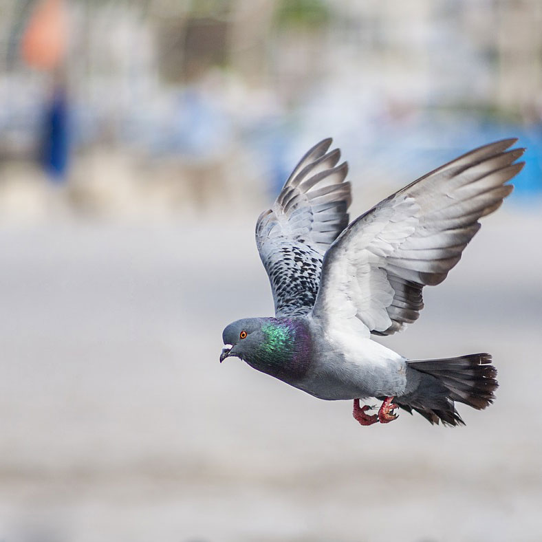 Vogel - AM – Schädlingsbekämpfung aus Bornich