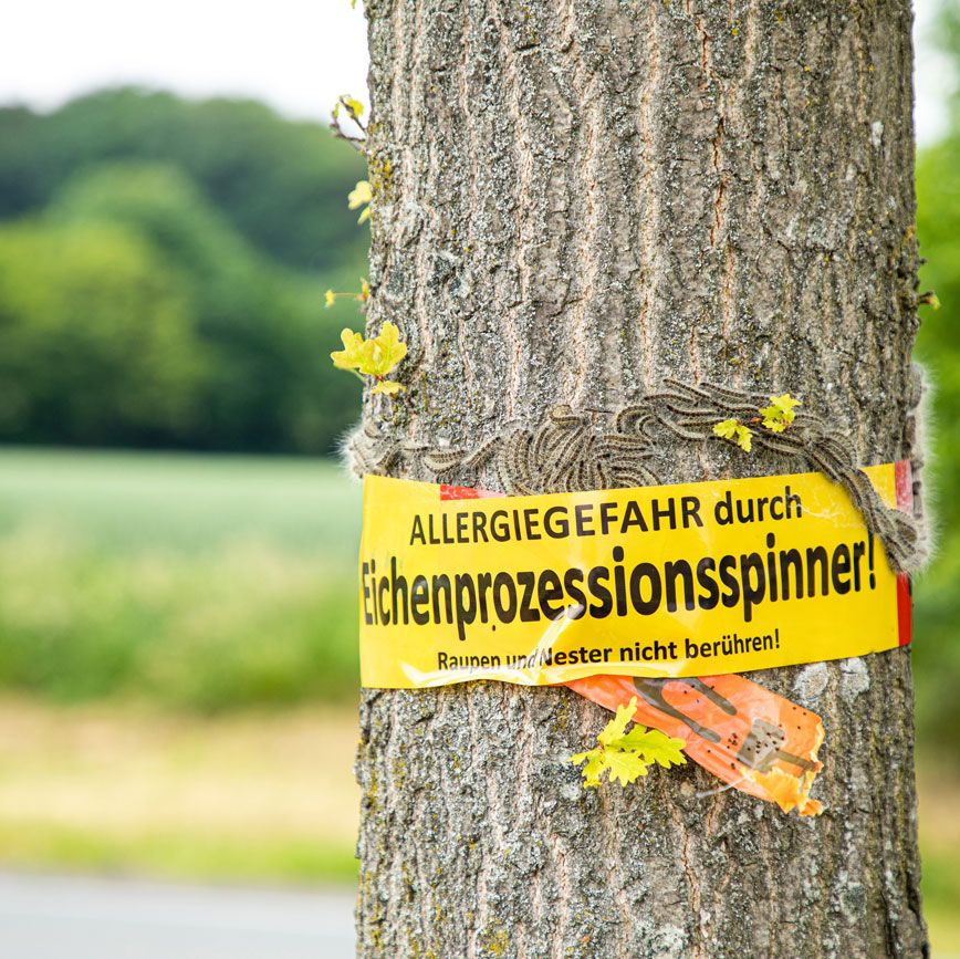 Baum- AM – Schädlingsbekämpfung aus Bornich