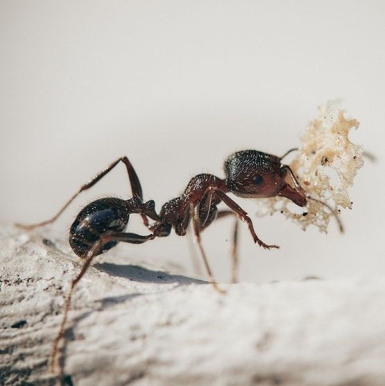 Ameisen - AM – Schädlingsbekämpfung aus Bornich