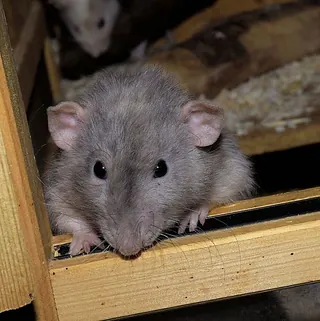 Ratten - AM – Schädlingsbekämpfung aus Bornich