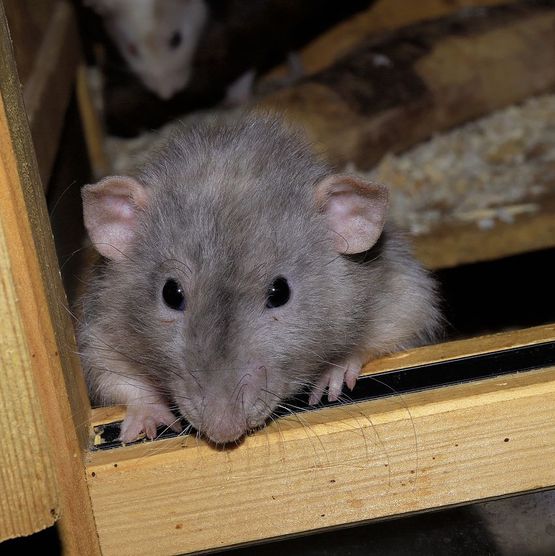 Ratten - AM – Schädlingsbekämpfung aus Bornich