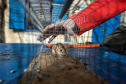 Eine Maus ist in einer Mäusefalle gefangen. Der Schädlingsbekämpfer hält seine Hand über die Falle. AM Schädlingsbekämpfung ist Ihr Ansprechpartner für Mäuse vertreiben in Koblenz. 