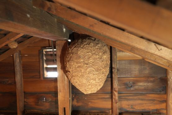  Wespenbekämpfung Koblenz bei einem Wespennest, das an einem Dachträger auf dem Dachboden hängt 