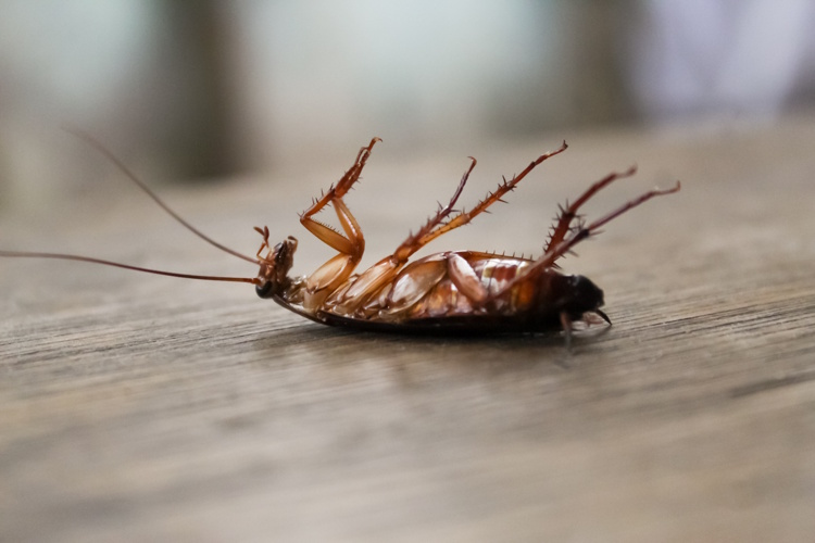 Tote Schabe auf dem Rücken – Erfolg einer gezielten Bekämpfung durch einen Schädlingsbekämpfer von Schaben