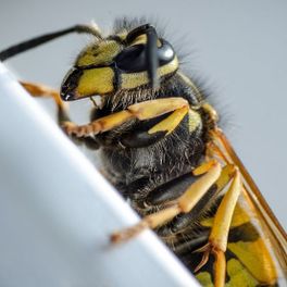 Wespen - AM – Schädlingsbekämpfung aus Bornich