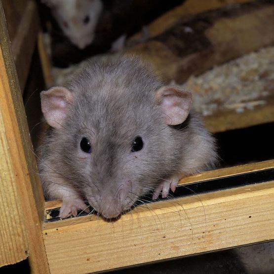 Ratten bekämpfen - NeckarProtect Schädlingsbekämpfung