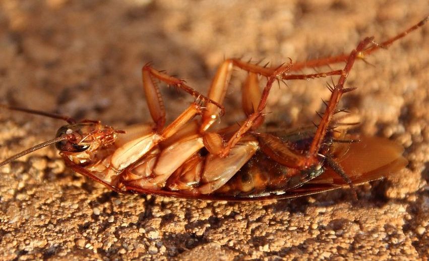Tote Schabe nach der Bekämpfung durch einen Schädlingsbekämpfer gegen Schaben in Koblenz. 