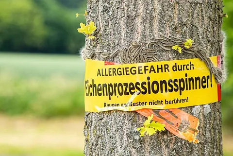 Gelbes Warnschild an einem Baum mit der Aufschrift „Allergiegefahr durch Eichenprozessionsspinner! Raupen und Nester nicht berühren!“. Um das Schild herum sind zahlreiche Raupen des Eichenprozessionsspinners am Baumstamm sichtbar. Eine typische Situation, um eine Firma zur Entfernung von Eichenprozessionsspinnern zu kontaktieren. 