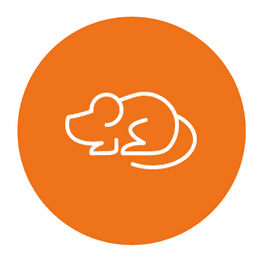 Mäuse - AM – Schädlingsbekämpfung aus Bornich